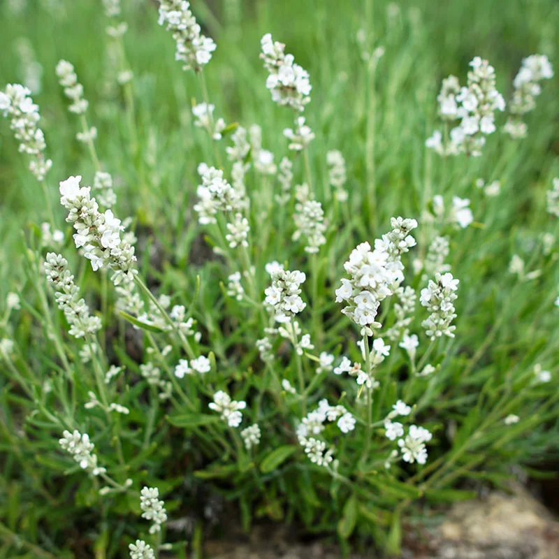 Lavandula-angustifolia-Arctic-Snow