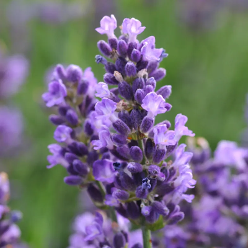 Lavandula-angustifolia-Blue-Star