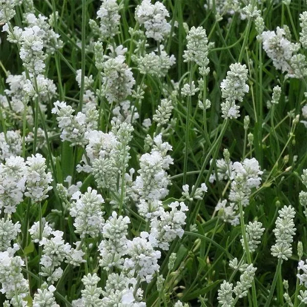 Lavandula-angustifolia-Edelweiss