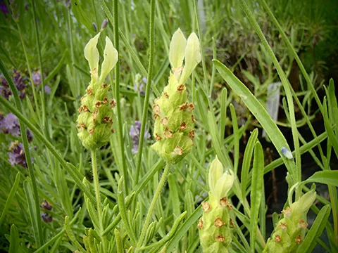 Lavandula-viridis Helekollane looduslik lavendel