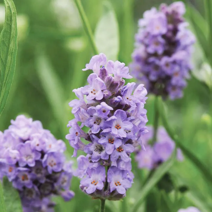 Lavandula-angustifoli-Ellagance-Sky