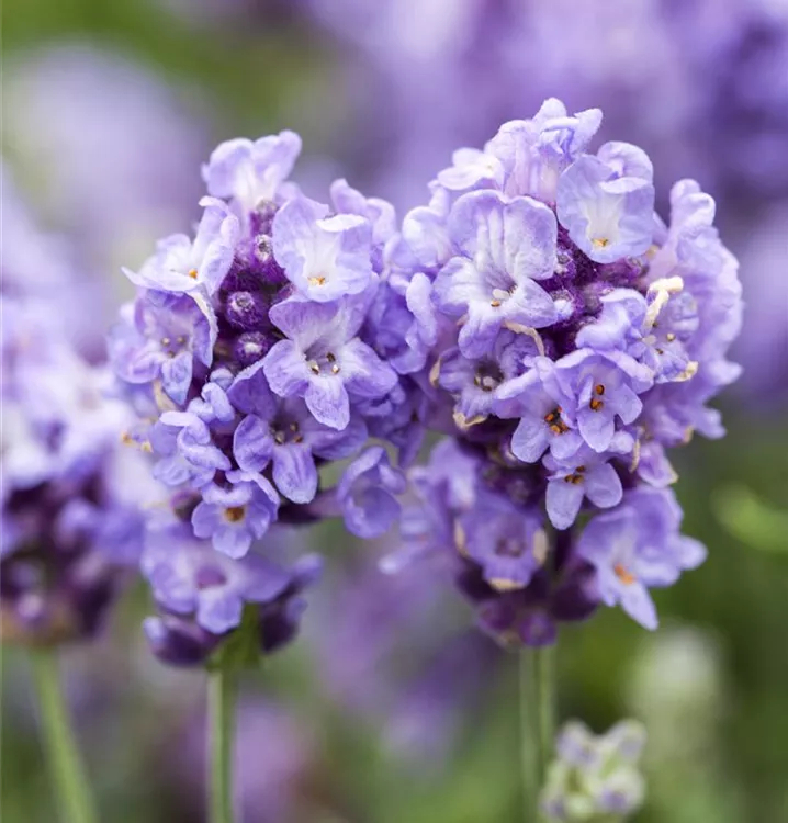 Lavandula-angustifolia-Ellagance-Purple