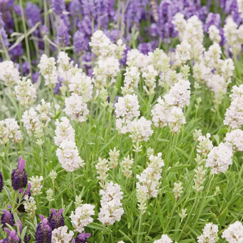 Lavandula-angustifolia-Ellagance-sari