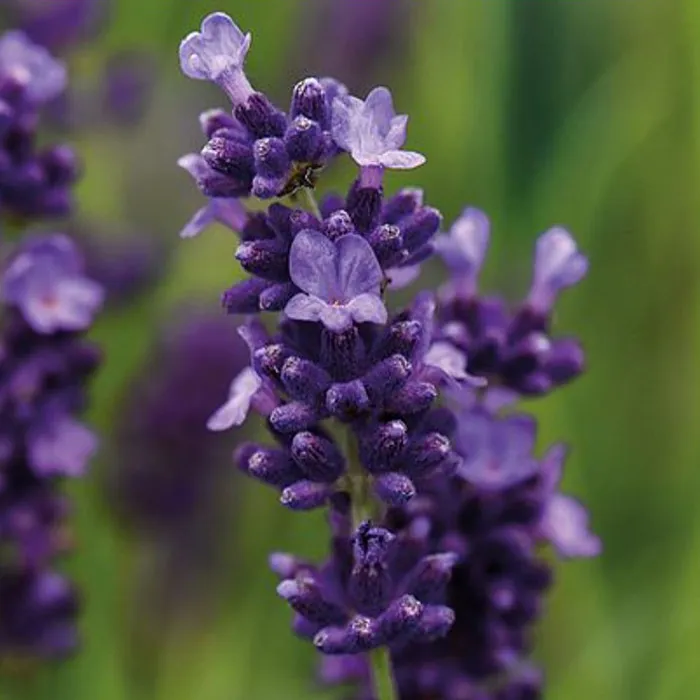 Lavandula-angustifolia-Hidcote-Dark