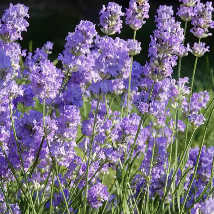 Lavandula-angustifolia-Little-Lady