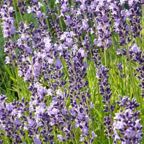 Lavandula-angustifolia-Lumière-des-Alpes