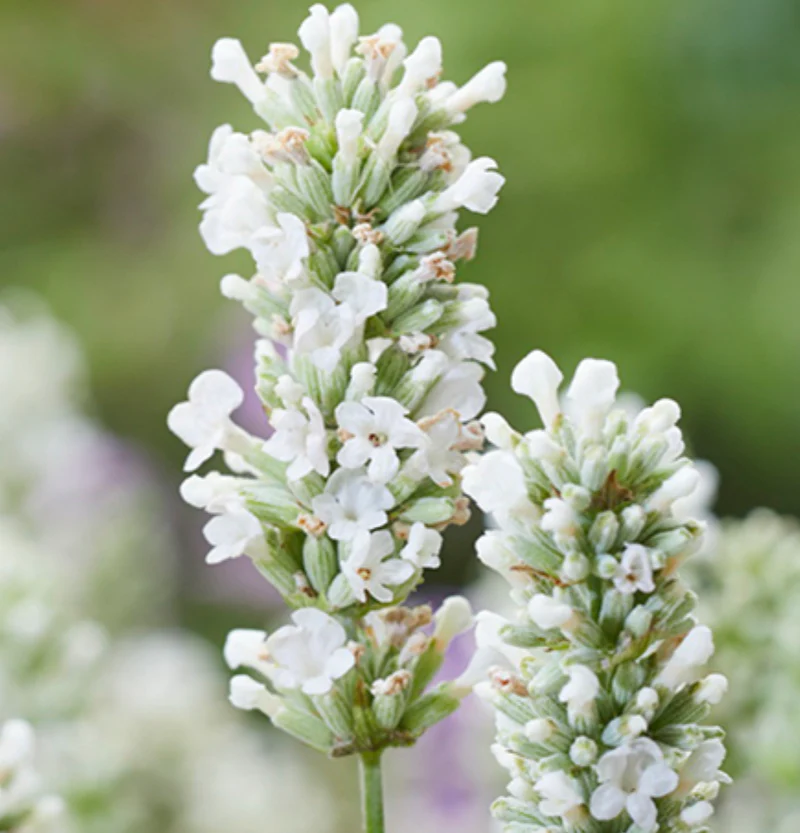Lavandula-angustifolia-Annelies